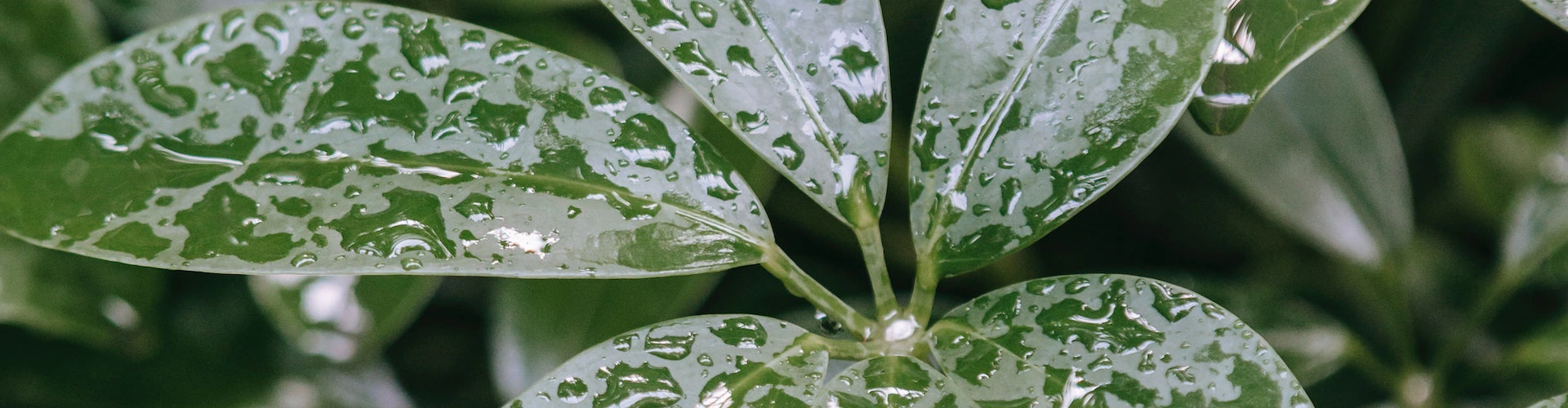 Green Agenda - Rain Leaves